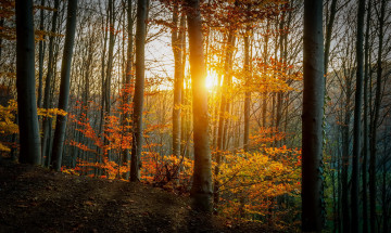 Картинка природа восходы закаты осень лучи деревья трава лес