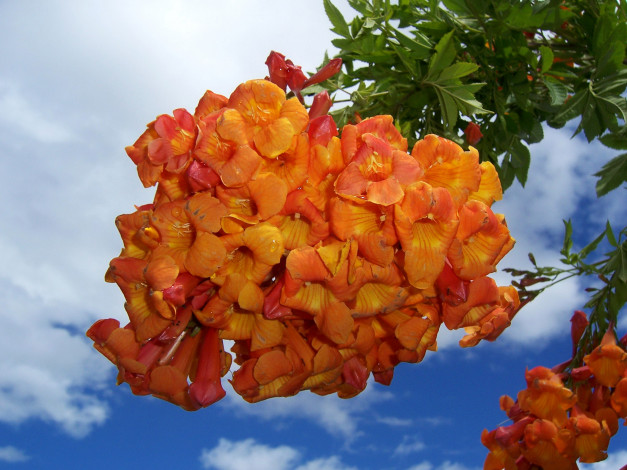 Обои картинки фото цветы, кампсис , текома, много, кампсис, оранжевый