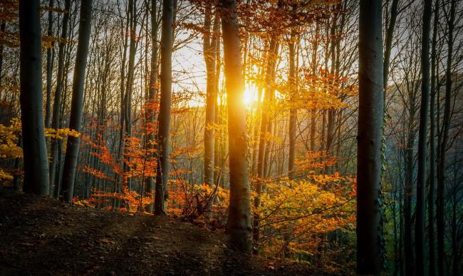 Обои картинки фото природа, восходы, закаты, осень, лучи, деревья, трава, лес
