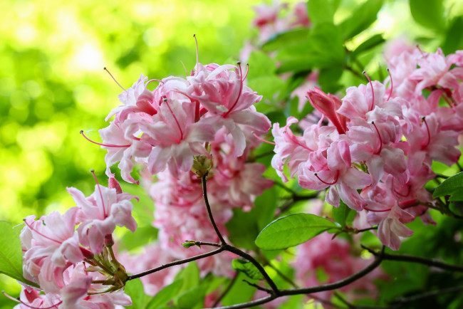 Обои картинки фото цветы, рододендроны , азалии, розовый, ветка