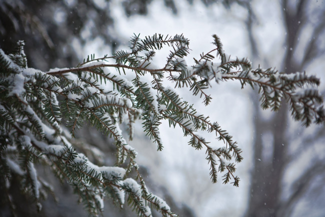 Обои картинки фото природа, макро, хвоя, зима, снег, ветка, иголки