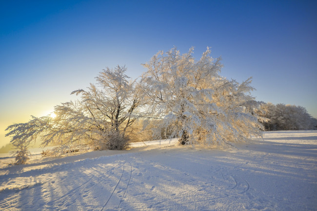 Обои картинки фото природа, зима, поле, снег, деревья, свет