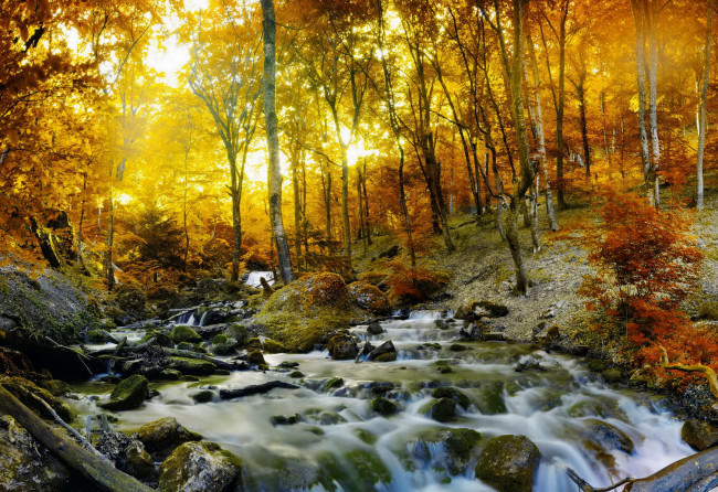 Обои картинки фото природа, восходы, закаты, деревья, трава, лес, ручей, осень, лучи