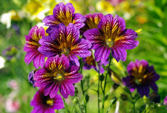 Картинка цветы сальпиглоссис лето красота однолетники дача июль экзотика флора фиолетовый цвет природа