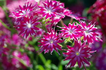 Картинка цветы флоксы розовый цвет дача август множество однолетники лето красота звёзды растения природа флора