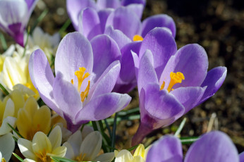 Картинка цветы крокусы флора сиреневый цвет дача весна апрель растения радость природа первоцветы макро луковичные красота