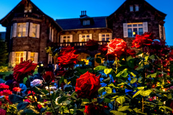 Картинка цветы розы вечер особняк дом