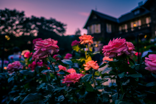 Обои картинки фото цветы, розы, вечер, особняк, дом