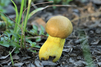 Картинка природа грибы одиночка