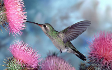 Картинка животные колибри птица полет цветы