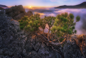 Картинка природа горы солнце облака лучи пейзаж дерево скалы утро крым сосна
