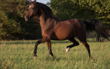Картинка животные лошади конь гнедой поляна деревья трава