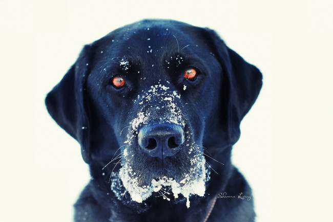 Обои картинки фото животные, собаки, собака, голова, снег, черная