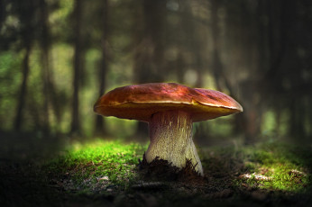 Картинка природа грибы лес свет поляна гриб мох большой шляпка белый