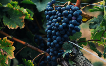 Картинка природа ягоды +виноград грозди виноград