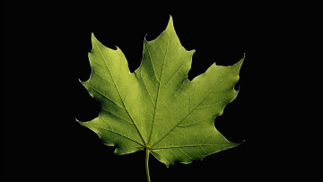 Картинка природа листья клён лист