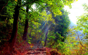 Картинка природа лес ступеньки свет осень тропинка