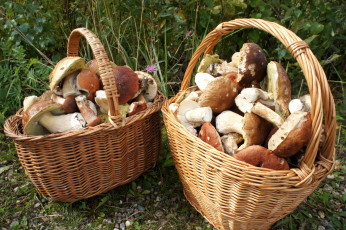 Картинка еда грибы грибные блюда корзинки