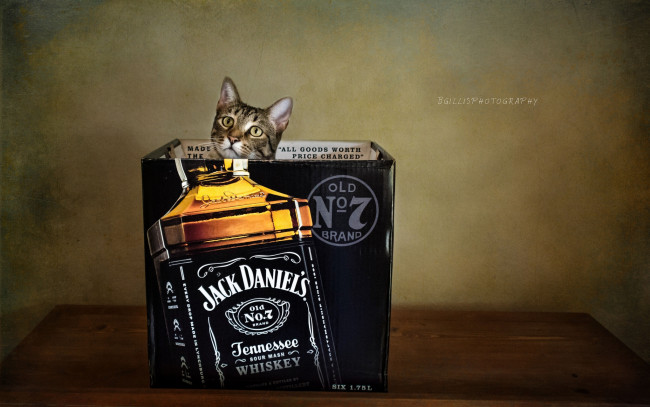 Обои картинки фото jack, daniel’s, бренды, daniel`s, коробка, кошка, кот