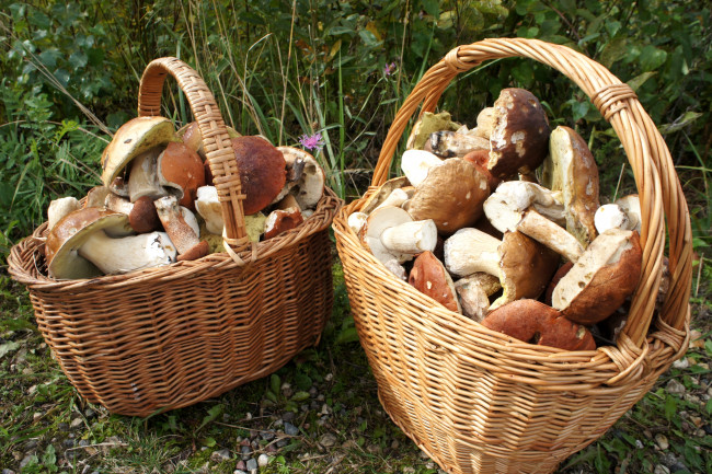 Обои картинки фото еда, грибы, грибные, блюда, корзинки