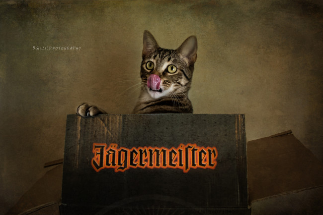 Обои картинки фото j&, 228, germeister, бренды, кошка, егермейстер, кот, коробка