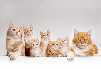 Картинка животные коты котята кошка рыжие