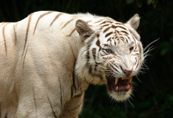 Картинка животные тигры оскал тигр хищник