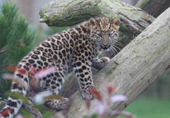 Картинка животные леопарды леопард амурский бревно детёныш котёнок дальневосточный