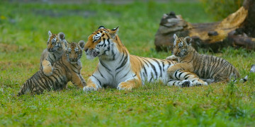 Картинка животные тигры материнство котята тигрица тигрята детёныши