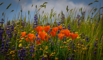 Картинка цветы разные+вместе маки поле колоски ромашки эштольция калифорнийская