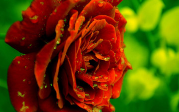 Картинка цветы розы роза капли роса отражение