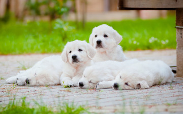Картинка животные собаки отдых щенки