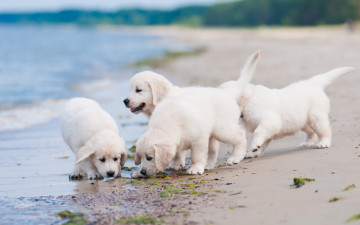 Картинка животные собаки пляж квартет щенки