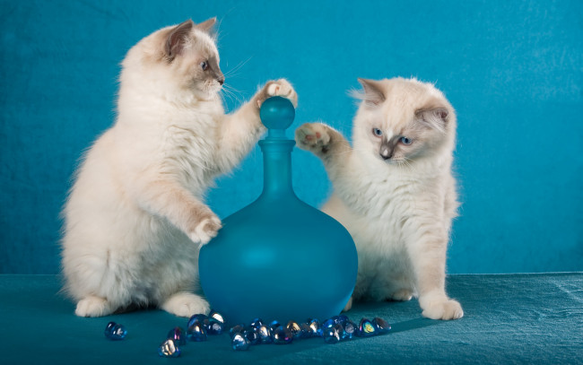 Обои картинки фото животные, коты, двое, белые, котята, графин, игра, пара, два, голубоглазые, сиамские, кошки, фон, стекло, блестяшки, голубой