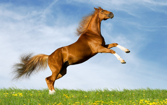 Обои картинки фото животные, лошади, лето, небо, поле, коричневый, конь, лошадь, резвится, одуванчики