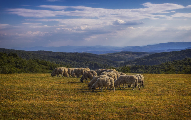 Обои картинки фото животные, овцы,  бараны, холмы, овечки