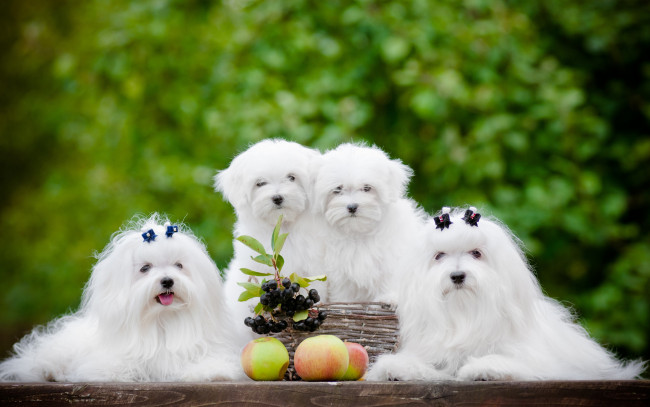 Обои картинки фото животные, собаки, ягоды, яблоки, квартет, щенки