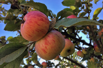Картинка природа плоды яблочки