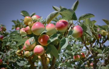 Картинка природа плоды яблочки