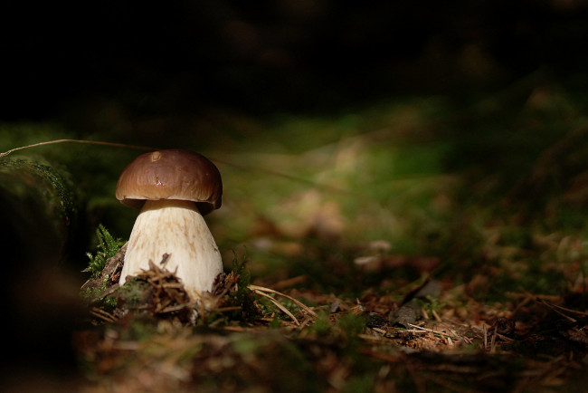 Обои картинки фото природа, грибы, лес