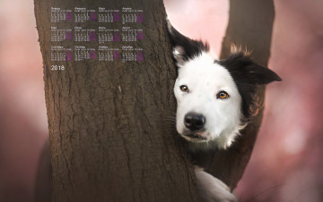 обоя календари, животные, взгляд, морда, собака, 2018