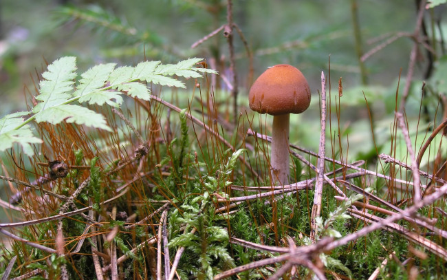 Обои картинки фото природа, грибы, лето, macro, гриб, лес
