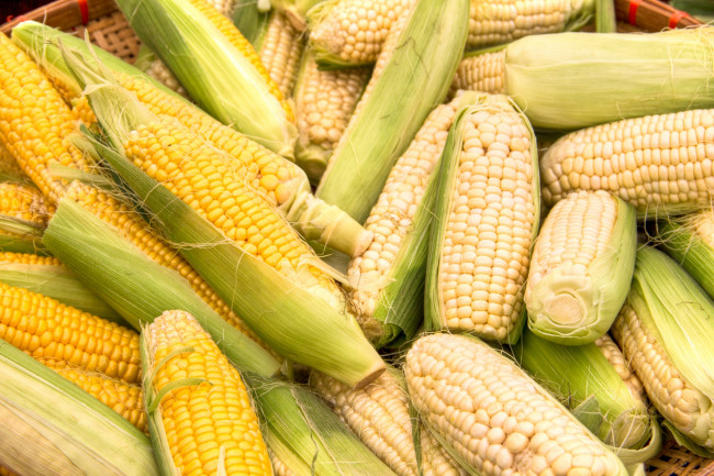 Обои картинки фото еда, кукуруза, початки