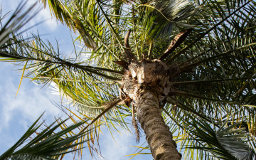 Картинка природа деревья пальма тропики