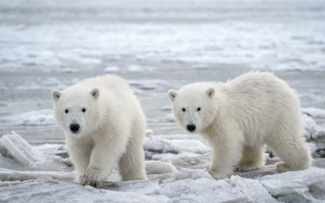 Картинка животные медведи белый медведь ошкуй нанук умка хищник млекопитающее зима лед cеверный полюс