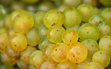Картинка еда виноград спелый ягоды