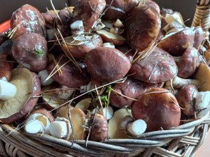 Картинка еда грибы +грибные+блюда свежие лесные маслята