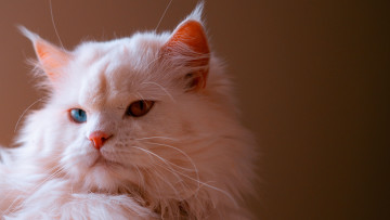 Картинка белый+кот животные коты кот животное фауна взгляд цвет