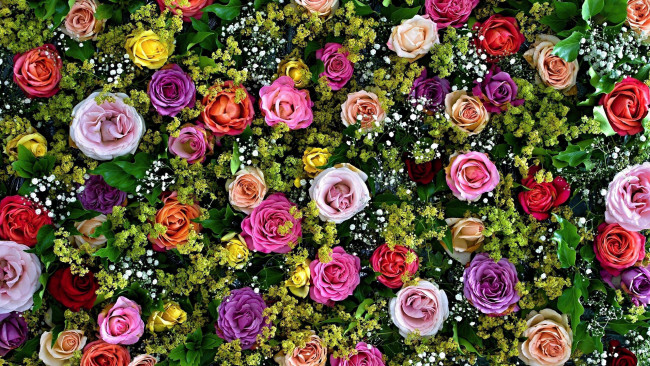 Обои картинки фото цветы, розы, разноцветные, бутоны
