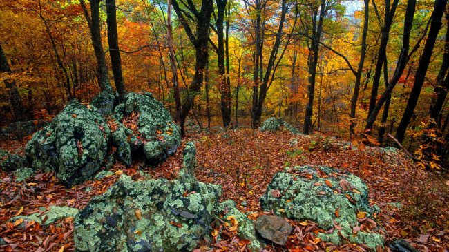 Обои картинки фото природа, лес, деревья, листья, осень, камни